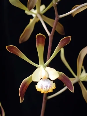 Image of Encyclia alata 2